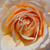 Rumena - Grandiflora - floribunda vrtnice - Pacific